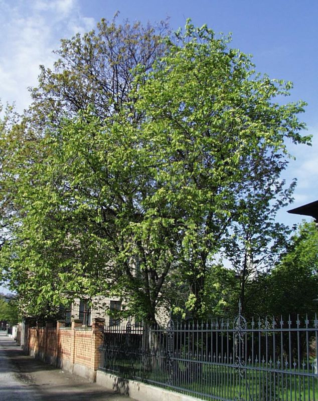 Ulmus carpinifolia - Feldulme