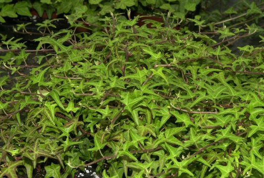 Hedera helix 'Sagittifolia' - Felsen-Efeu 'Sagittifolia'