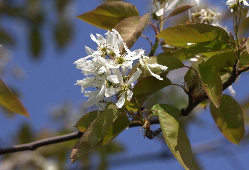 Amelanchier 'Ballerina' - Felsenbirne 'Ballerina'