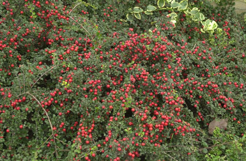 Cotoneaster praecox - Felsenmispel