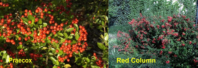 Pyracantha Hybr. in Sorten - Feuerdorn