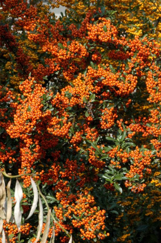 Pyracantha 'Orange Glow' - Feuerdorn 'Orange Glow'