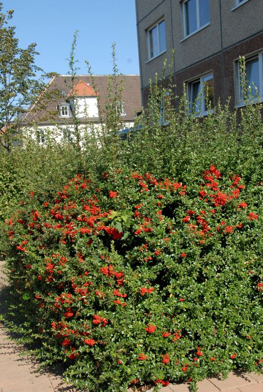 Pyracantha 'Praecox' - Feuerdorn 'Praecox'