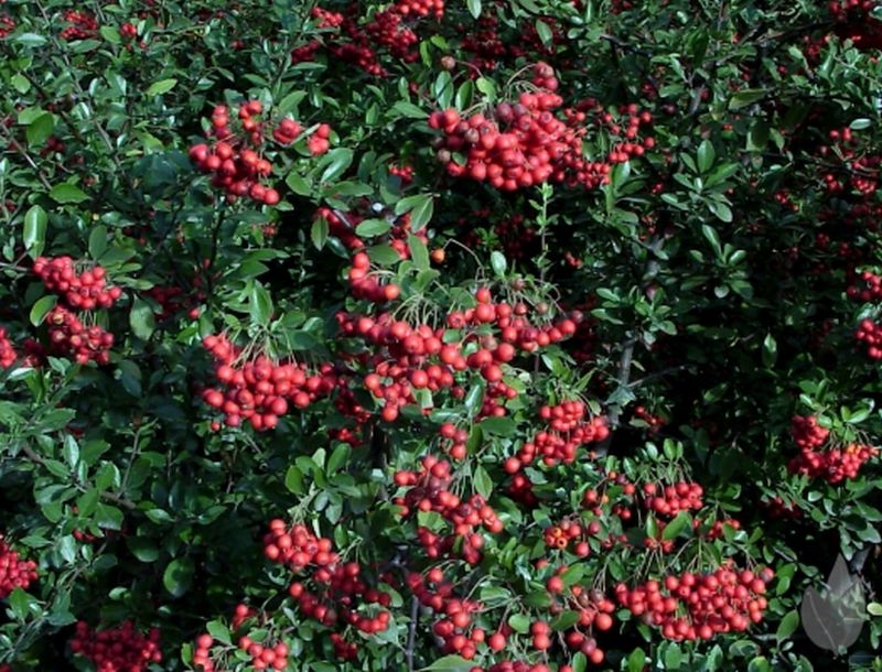 Pyracantha 'Red Column' - Feuerdorn 'Red Column'