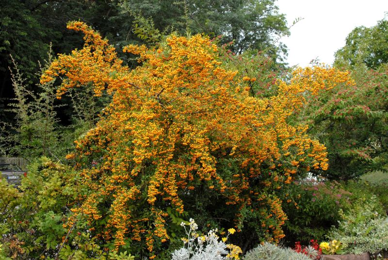 Pyracantha 'Soleil d'Or' - Feuerdorn 'Soleil dOr'