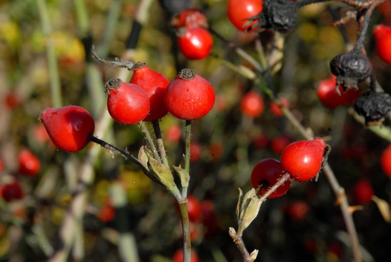 Rosa tomentosa - Filz-Rose