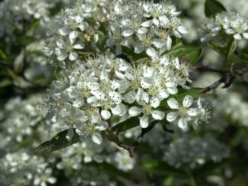 Aronia arbutifolia - Filzige Apfelbeere