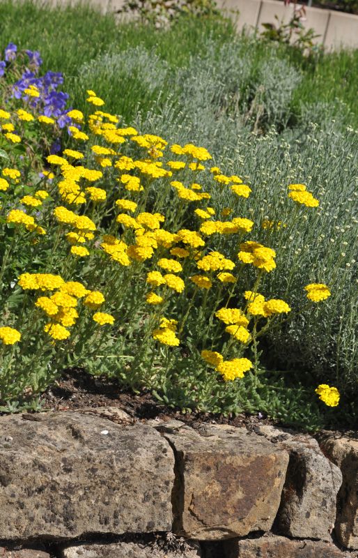 Achillea tomentosa - Filzige Teppich-Garbe