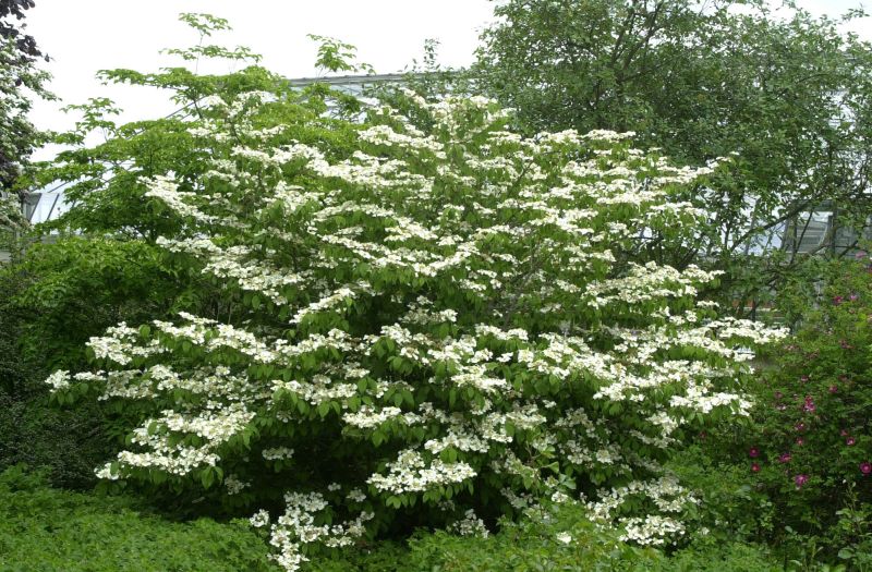 Viburnum plicatum tomentosum - Filziger Schneeball