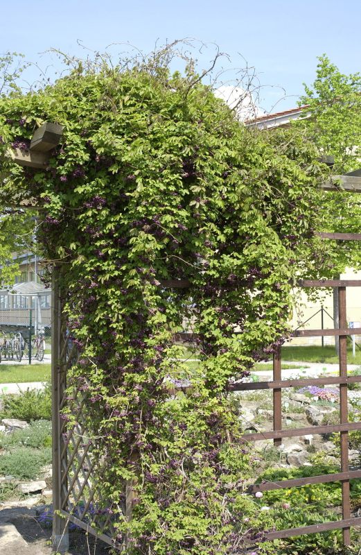 Akebia quinata - Fingerblättrige Klettergurke