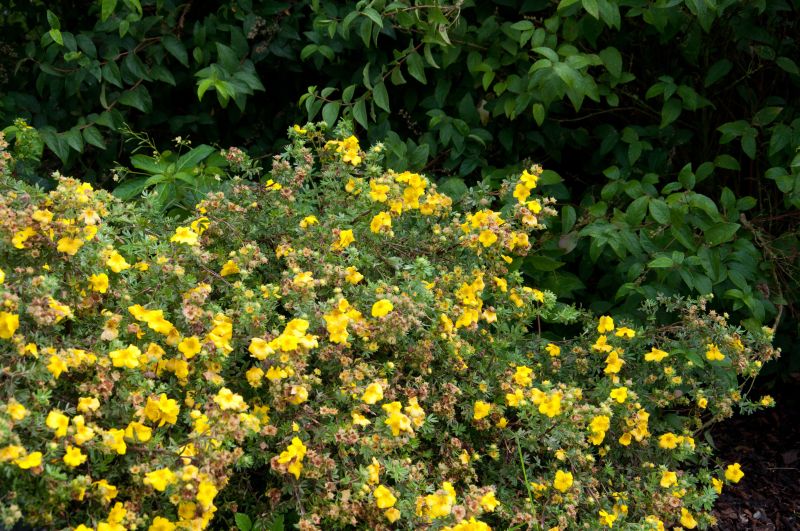 Potentilla 'Dart's Golddigger' - Fingerstrauch 'Dart's Golddigger'