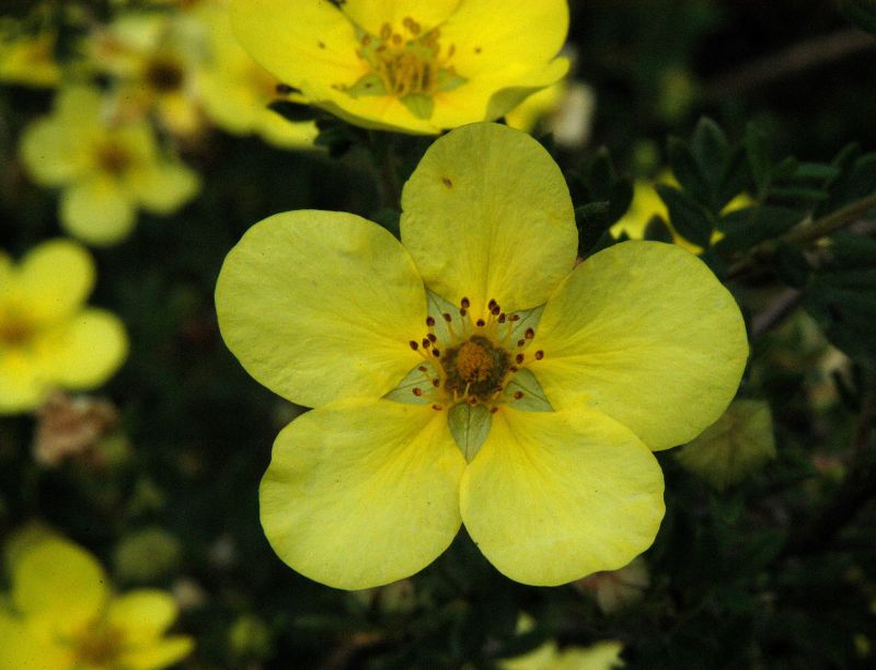 Potentilla 'Farreri' - Fingerstrauch 'Farreri'