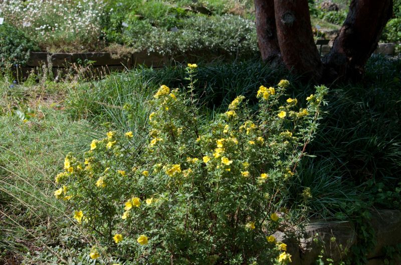 Potentilla 'Goldstar' - Fingerstrauch 'Goldstar'