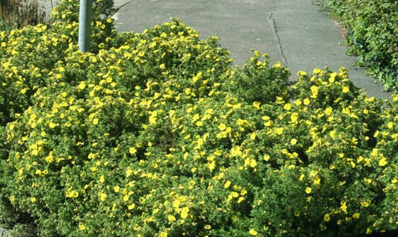 Potentilla 'Hachmann's Gigant' - Fingerstrauch 'Hachmann's Gigant'