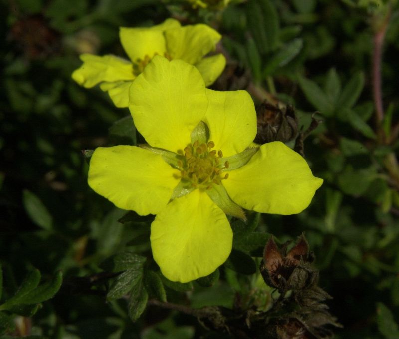 Potentilla 'Longacre' - Fingerstrauch 'Longacre'