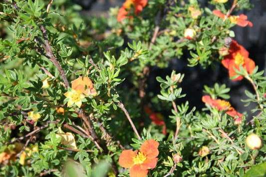 Potentilla 'Red Ace' - Fingerstrauch 'Red Ace'