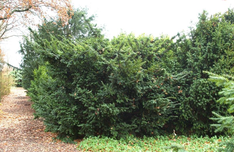 Taxus baccata 'Summergold' - Flache Eibe 'Summergold'
