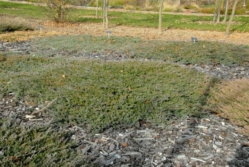 Juniperus horizontalis 'Blue Chip' - Flacher Wacholder 'Blue Chip'