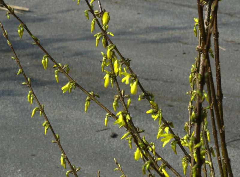 Forsythia 'Golden Times' - Forsythie 'Golden Times'
