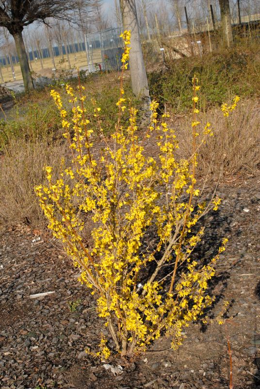 Forsythia intermedia 'Goldrausch' - Forsythie 'Goldrausch'