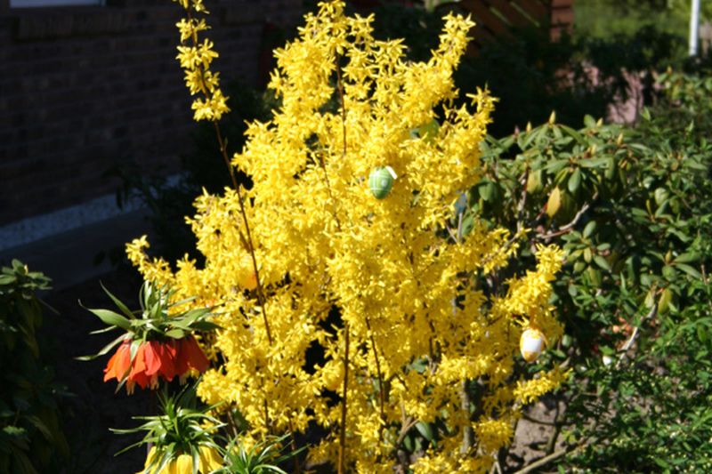 Forsythia intermedia 'Spectabilis' - Forsythie 'Spectabilis'