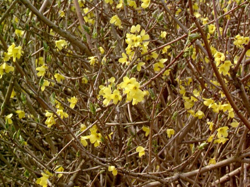 Forsythia ovata 'Tetragold' - Forsythie 'Tetragold'