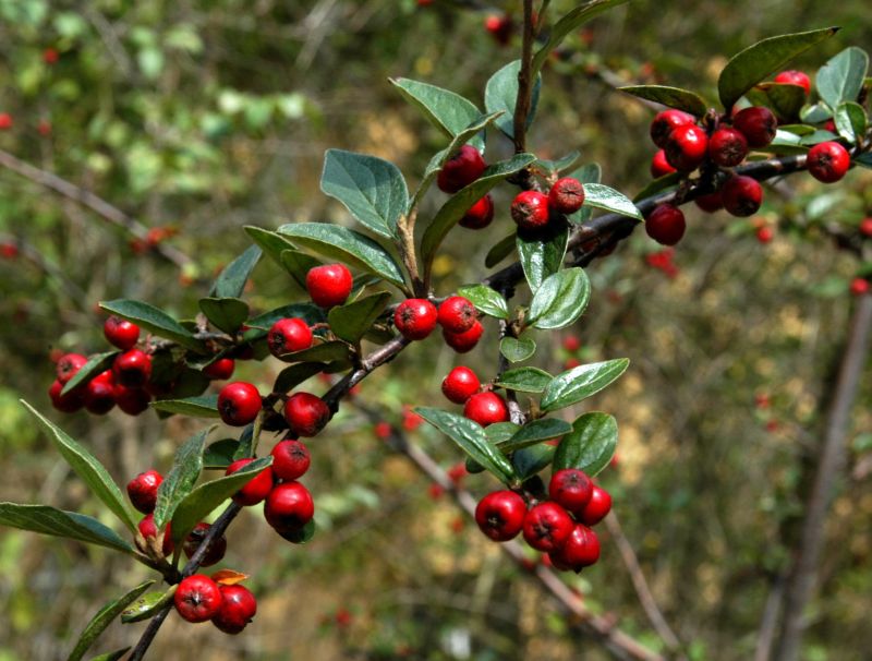 Cotoneaster franchetii - Fruchtmispel