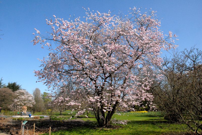 Prunus subhirtella 'Accolade' CAC - Frühe Zierkirsche 'Accolade'