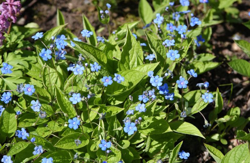 Omphalodes verna - Frühlings-Gedenkemein