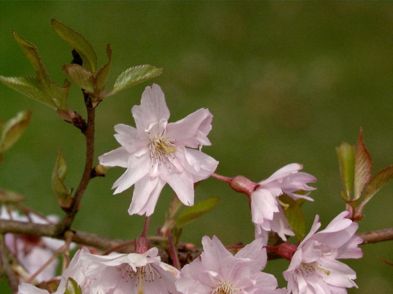 Prunus subhirtella 'Fukubana' CAC - Frühlingskirsche 'Fukubana'