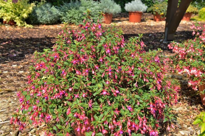 Fuchsia x hybr.'Tom Thumb' - Fuchsie 'Tom Thumb'