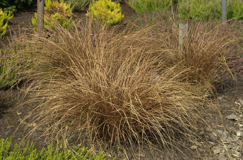 Carex buchananii - Fuchsrote Neuseeland-Segge