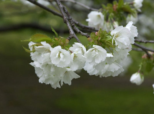 Prunus serrulata 'Shirotae' CAC - Fudschijama-Kirsche 'Shirotae'