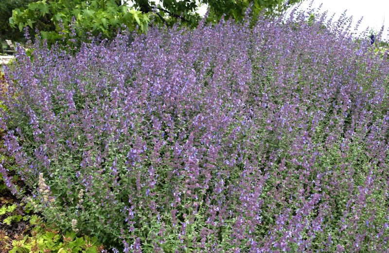 Nepeta x faassenii 'Six Hills Giant' - Garten-Bastard-Katzenminze 'Six Hills Giant'