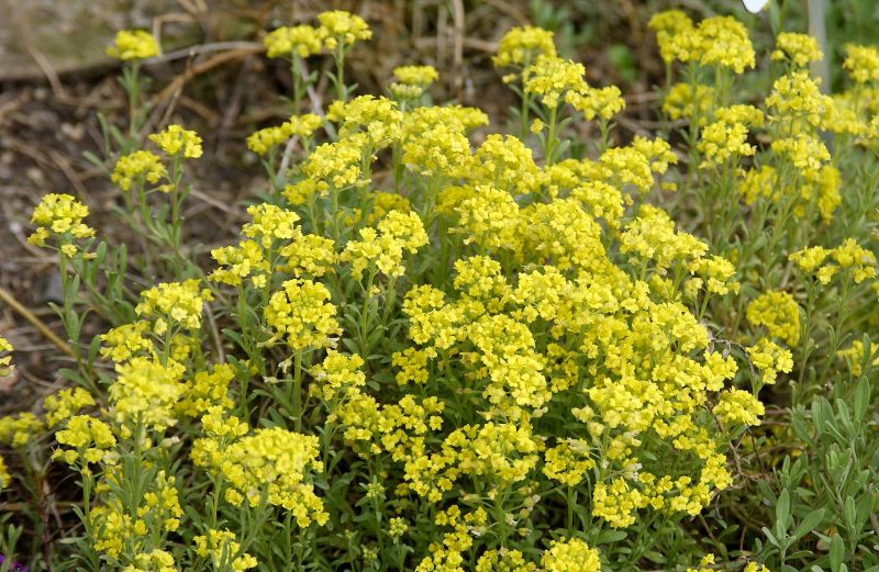 Alyssum montanum 'Berggold' - Garten-Berg-Steinkraut