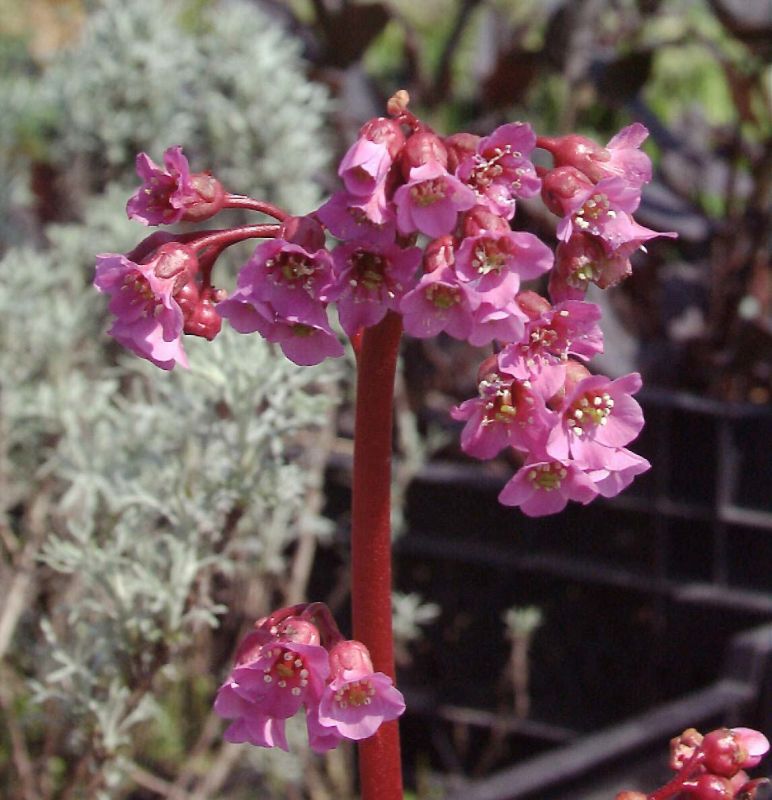 Bergenia cordifolia 'Rotblum' - Garten-Bergenie