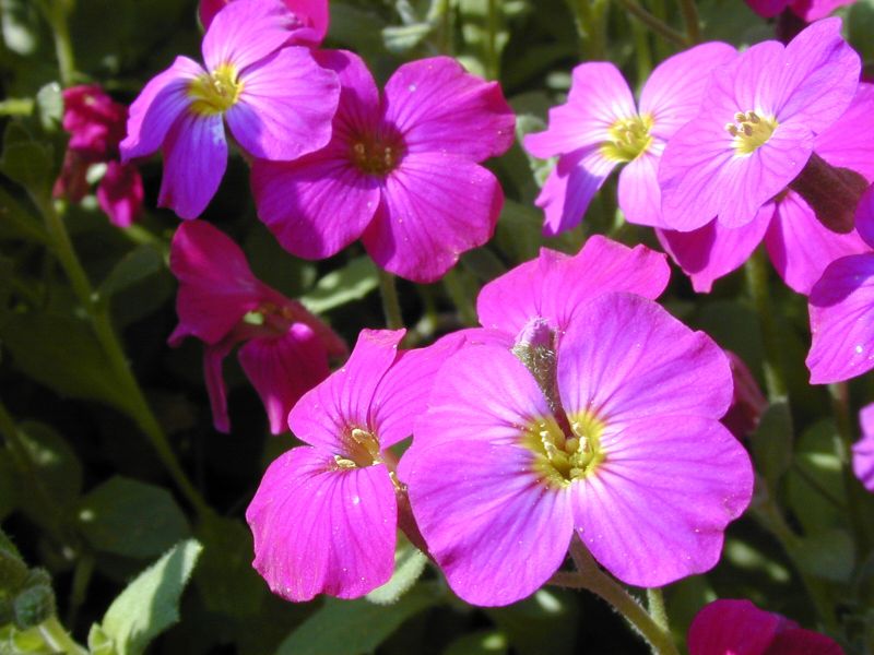 Aubrieta x cult.'Red Carpet' - Garten-Blaukissen Red Carpet