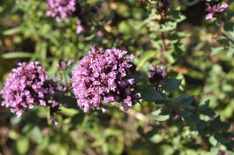 Origanum laevigatum 'Herrenhausen' - Garten-Blüten-Dost Herrenhausen