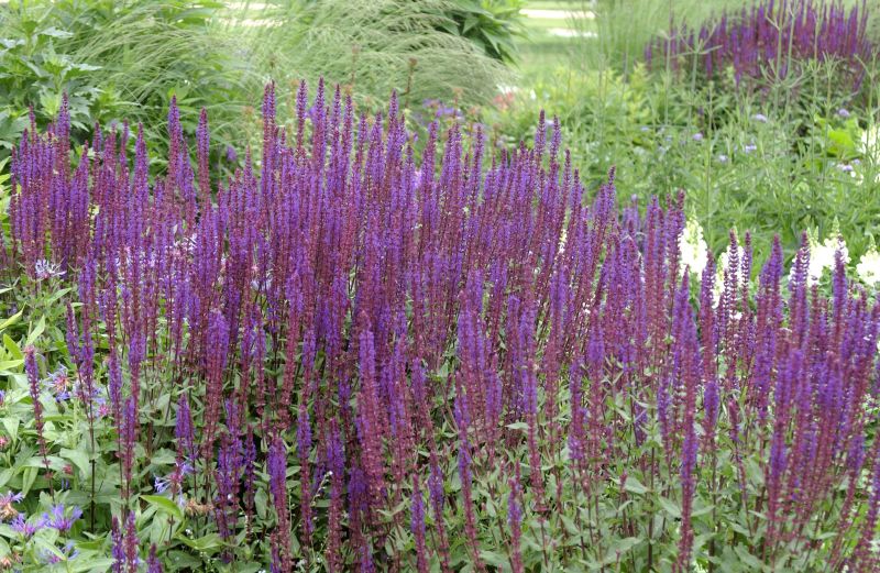 Salvia nemorosa 'Caradonna' - Garten-Blüten-Salbei 'Caradonna'