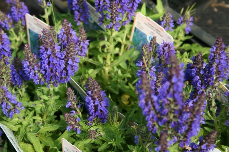 Salvia nemorosa 'Ostfriesland' - Garten-Blüten-Salbei 'Ostfriesland'