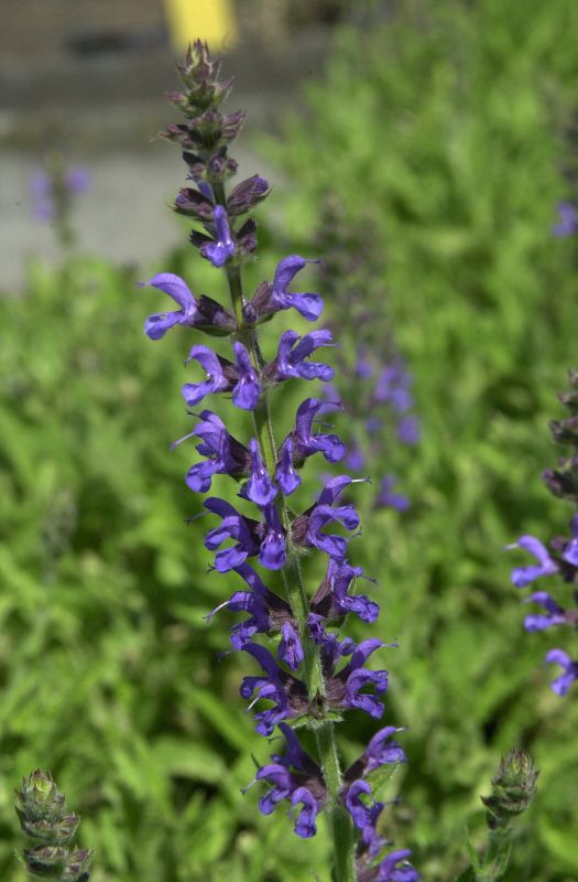 Salvia nemorosa 'Rügen' - Garten-Blüten-Salbei 'Rügen'