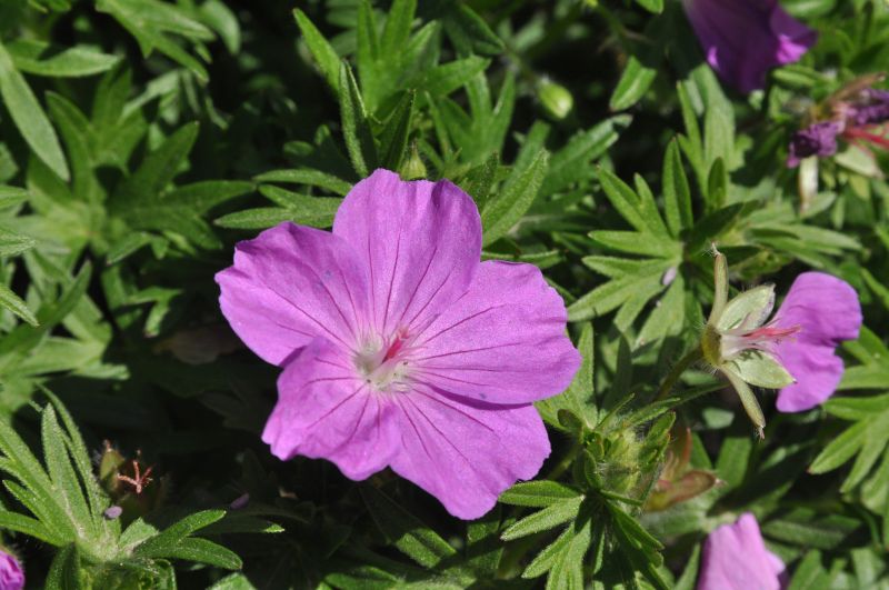 Geranium sanguineum 'Max Frei' - Garten-Blut-Storchschnabel Max Frei