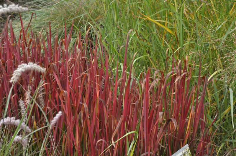 Imperata cylindrica var.koenig.'Red Baron' - Garten-Blutgras