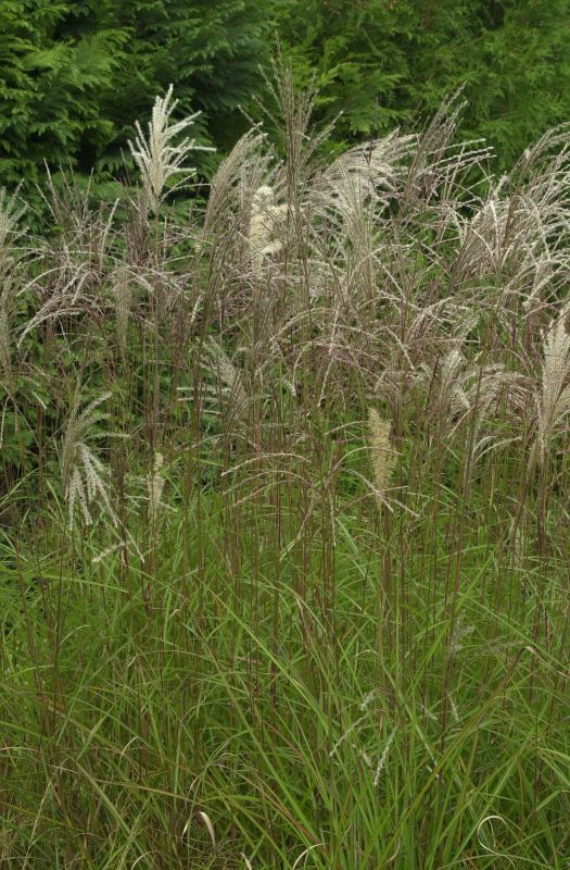 Miscanthus sinensis 'Graziella' - Garten-Chinaschilf 'Graziella'