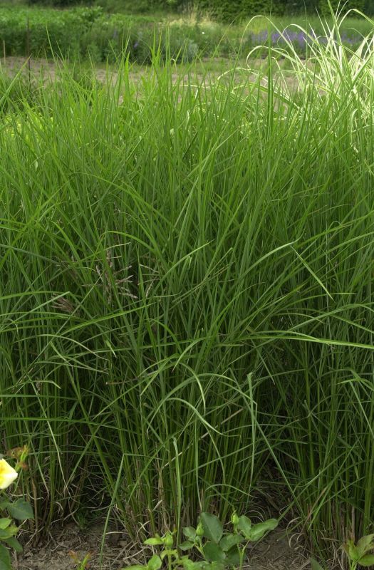 Miscanthus sinensis 'Große Fontäne' - Garten-Chinaschilf 'Große Fontäne'