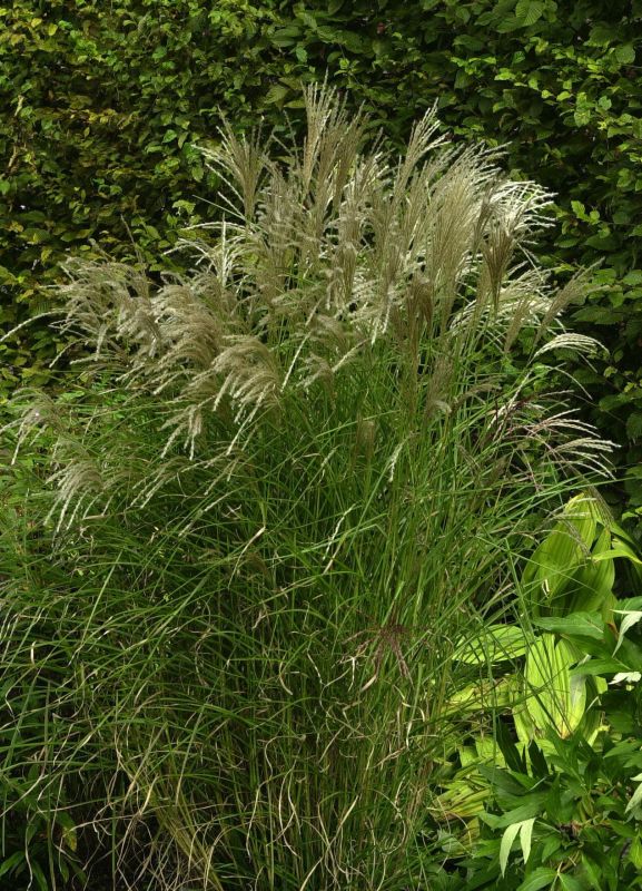 Miscanthus sinensis 'Kleine Fontäne' - Garten-Chinaschilf 'Kleine Fontäne'