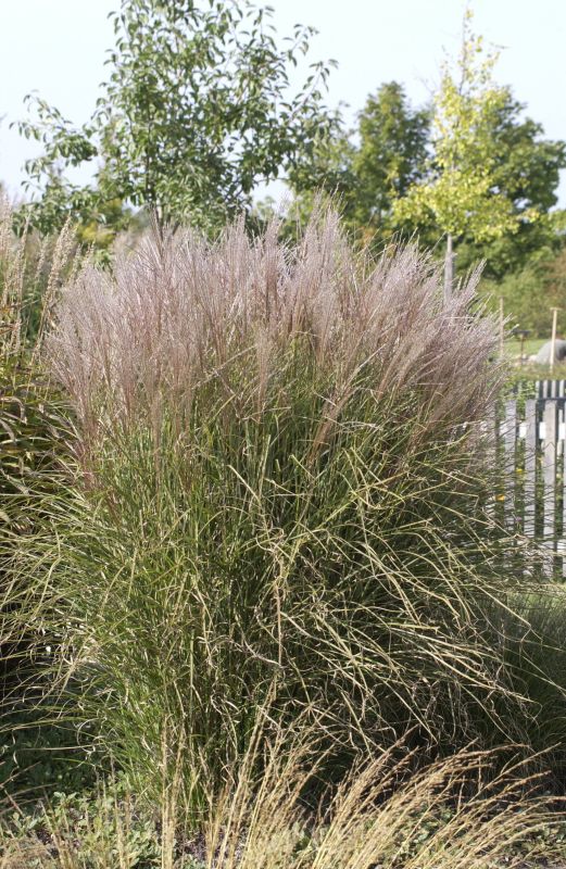 Miscanthus sinensis 'Kleine Silberspinne' - Garten-Chinaschilf 'Kleine Silberspinne'