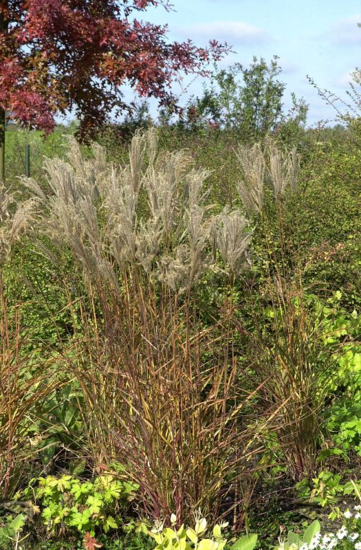 Miscanthus sinensis 'Ferner Osten' - Garten-Chinaschilf, Garten-Landschilf Ferner Osten