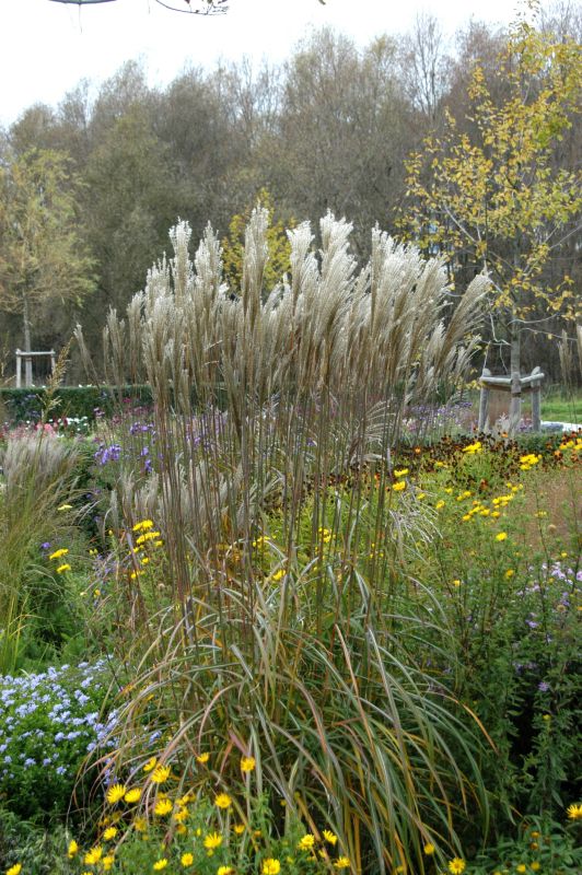 Miscanthus sinensis 'Malepartus' - Garten-Chinaschilf 'Malepartus'