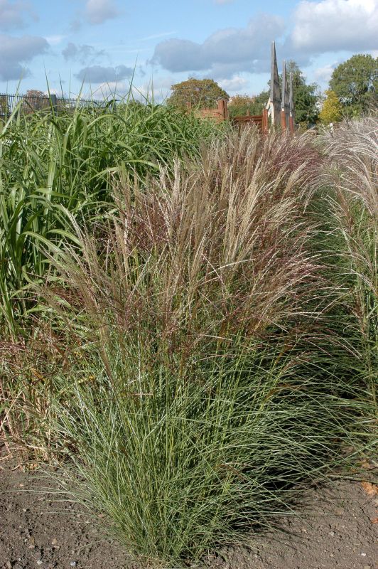 Miscanthus sinensis 'Silberspinne' - Garten-Chinaschilf 'Silberspinne'